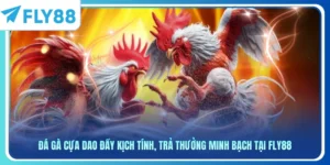 Đá Gà Cựa Dao Đầy Kịch Tính, Trả Thưởng Minh Bạch Tại Fly88