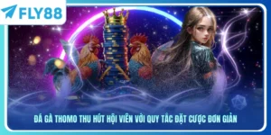 Đá Gà Thomo Thu Hút Hội Viên Với Quy Tắc Đặt Cược Đơn Giản